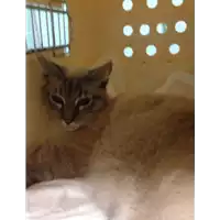 Foto dell\'animale gatto - Matr. 2018/0986 - Microchip 380260043526844