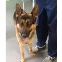 Foto dell\'animale cane - Matr. 2018/0989 - Microchip 380260042819696