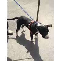 Foto dell\'animale cane - Matr. 2018/0988 - Microchip 380260042815872