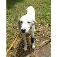Foto dell\'animale cane - Matr. 2018/0990 - Microchip 380260042819466