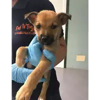 Foto dell\'animale cane - Matr. 2018/1006 - Microchip 380260043508336