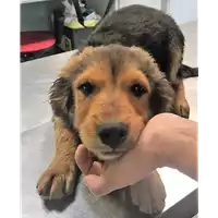 Foto dell\'animale cane - Matr. 2018/1009 - Microchip 380260043507302