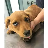 Foto dell\'animale cane - Matr. 2018/1010 - Microchip 380260043508221