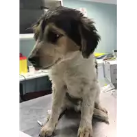 Foto dell\'animale cane - Matr. 2018/1012 - Microchip 380260043501203