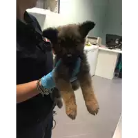Foto dell\'animale cane - Matr. 2018/1004 - Microchip 380260043500026