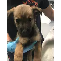 Foto dell\'animale cane - Matr. 2018/1005 - Microchip 380260043500539