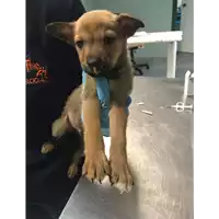Foto dell\'animale cane - Matr. 2018/1007 - Microchip 380260043507949