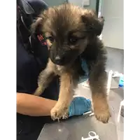 Foto dell\'animale cane - Matr. 2018/1008 - Microchip 380260043500046