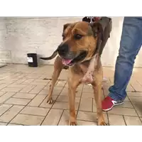 Foto dell\'animale cane - Matr. 2018/1014 - Microchip 380260040976210
