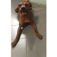Foto dell\'animale cane - Matr. 2018/1016 - Microchip 380260100532904