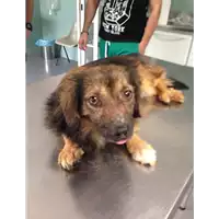 Foto dell\'animale cane - Matr. 2018/1015 - Microchip 380260043500410