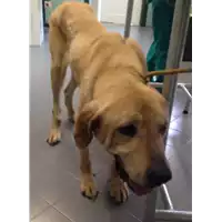 Foto dell\'animale cane - Matr. 2018/1021 - Microchip 981100000751878