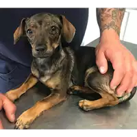 Foto dell\'animale cane - Matr. 2018/1022 - Microchip 380260043500450