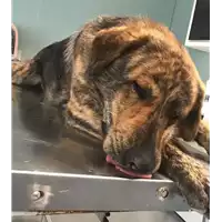 Foto dell\'animale cane - Matr. 2018/1024 - Microchip 380260043499818