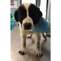 Foto dell\'animale cane - Matr. 2018/1027 - Microchip 380260043519813
