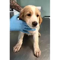 Foto dell\'animale cane - Matr. 2018/1029 - Microchip 380260043519541
