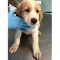 Foto dell\'animale cane - Matr. 2018/1030 - Microchip 380260043519888