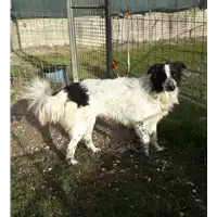 Foto dell\'animale cane - Matr. 2016/0501 - Microchip 380260042879485