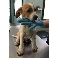 Foto dell\'animale cane - Matr. 2018/1031 - Microchip 380260043519787