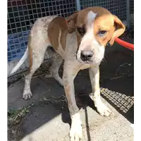 Foto dell\'animale cane - Matr. 2018/1037 - Microchip 380260043519962