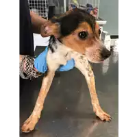 Foto dell\'animale cane - Matr. 2018/0966 - Microchip 380260042816331