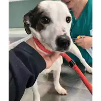 Foto dell\'animale cane - Matr. 2018/0592 - Microchip 380260043527149