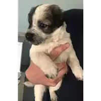 Foto dell\'animale cane - Matr. 2018/1046 - Microchip 380260043519853