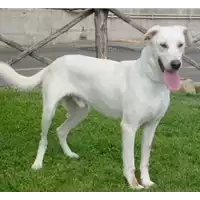 Foto dell\'animale cane - Matr. 2008/0221 - Microchip 981100000591407