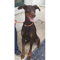 Foto dell\'animale cane - Matr. 2014/000004118 - Microchip 380260040240384