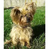 Foto dell\'animale cane - Matr. 2018/1059 - Microchip 380260043501325