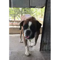 Foto dell\'animale cane - Matr. 2018/1063 - Microchip 380260080158512