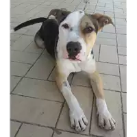 cane - Matr. 2017/0001 - Microchip 380260042531308