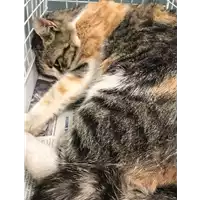 Foto dell\'animale gatto - Matr. 2018/1068 - Microchip 380260043282921