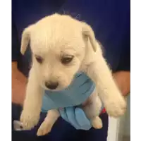 Foto dell\'animale cane - Matr. 2018/1075 - Microchip 380260043282874