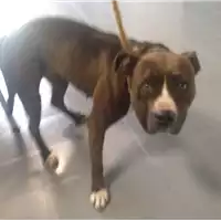 Foto dell\'animale cane - Matr. 2018/1077 - Microchip 380260002761162