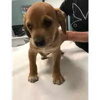 Foto dell\'animale cane - Matr. 2018/1088 - Microchip 380260042819846