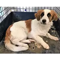 Foto dell\'animale cane - Matr. 2018/1098 - Microchip 380260042815240