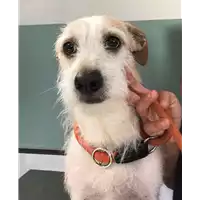 Foto dell\'animale cane - Matr. 2018/1102 - Microchip 380260043501097
