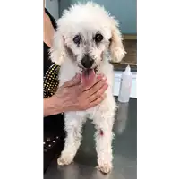 Foto dell\'animale cane - Matr. 2018/1108 - Microchip 380260042833261