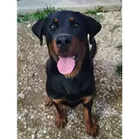 Foto dell\'animale cane - Matr. 2018/1122 - Microchip 380260043500159