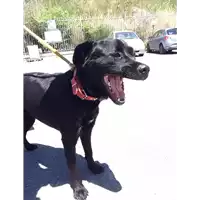 cane - Matr. 2018/1126 - Microchip 380260100736662