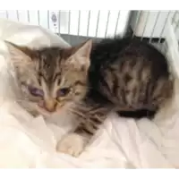 Foto dell\'animale gatto - Matr. 2018/1132 - Microchip 380260043501240