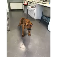 Foto dell\'animale cane - Matr. 2018/1130 - Microchip 380260043501364