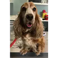 Foto dell\'animale cane - Matr. 2018/1141 - Microchip 380260043501315