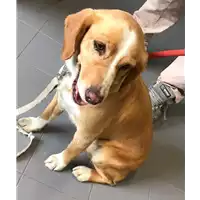 Foto dell\'animale cane - Matr. 2018/1140 - Microchip 380260042820384