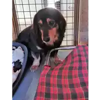 Foto dell\'animale cane - Matr. 2018/1142 - Microchip 380260043500152