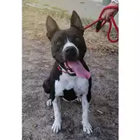 cane - Matr. 2018/1148 - Microchip 380260100571440