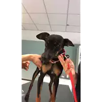 Foto dell\'animale cane - Matr. 2018/1153 - Microchip 380260042819834