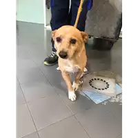 Foto dell\'animale cane - Matr. 2018/1154 - Microchip 380260042935520