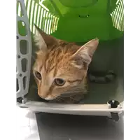 Foto dell\'animale gatto - Matr. 2018/1164 - Microchip 380260042820043